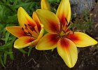 Pics 007  Some lillies from my Mom&#39;s place (Deadwood, Alberta, Canada)